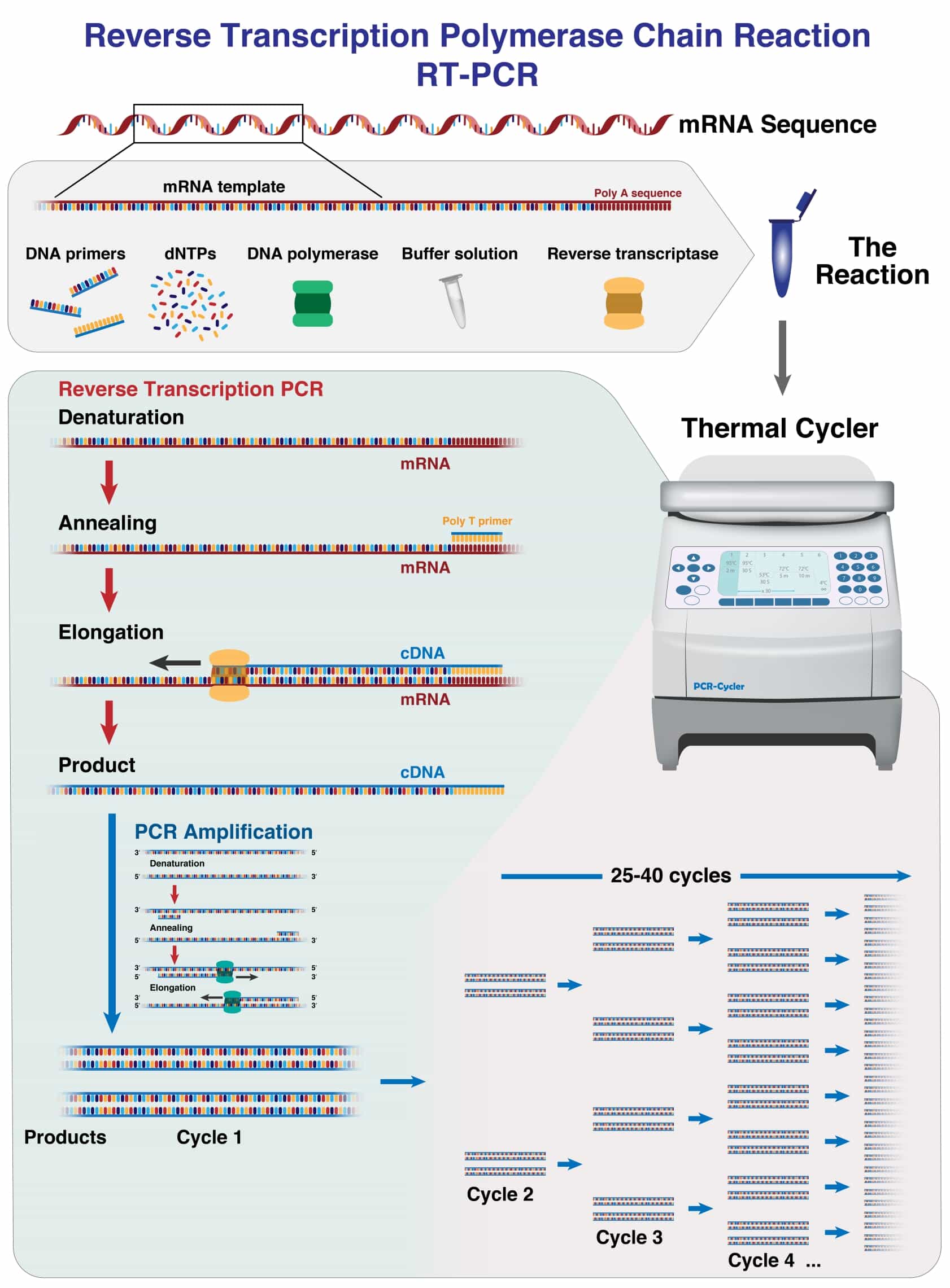 thermal cycler in PCR